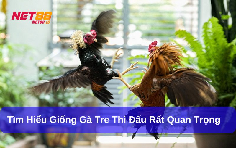 Kinh nghiệm chơi đá gà tre cho người mới